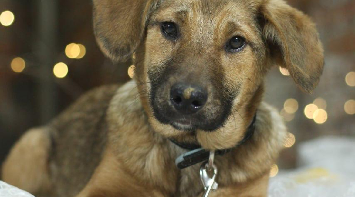 Chiens à adopter